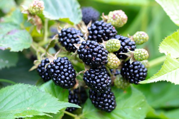 Blackberry Bush Removal in Santa Maria