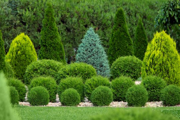 Bush Shaping Service in Santa Maria