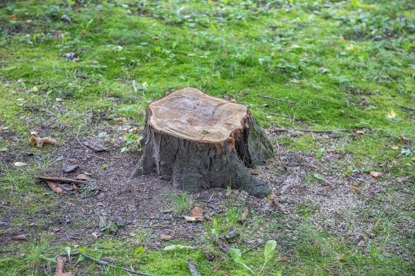 Bush Stump Removal in Santa Maria