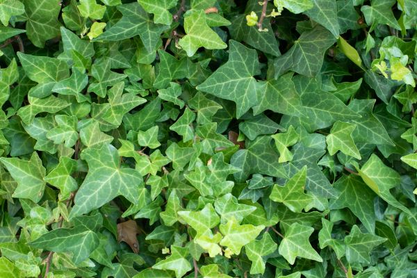 English Ivy Removal in Santa Maria