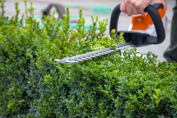 Hedge Pruning in Santa Maria