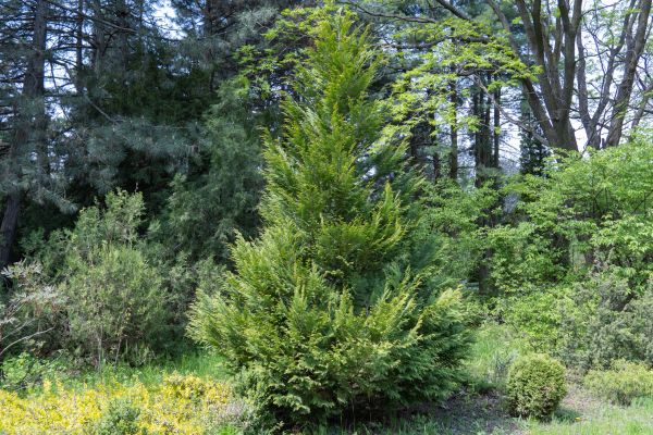 Juniper Pruning in Santa Maria