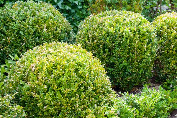 Landscape Trimming Service in Santa Maria