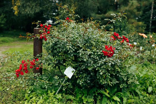 Rose Bush Removal in Santa Maria