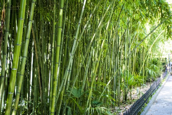 Bamboo Root Removal in Santa Maria