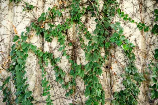 Vine Removal Service in Santa Maria