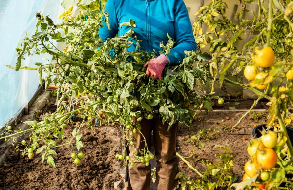Garden Plant Removal in Santa Maria