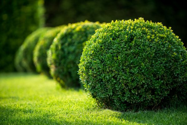 Bush Pruning in Santa Maria