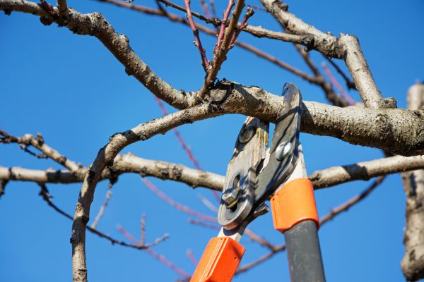 Selective Pruning in Santa Maria