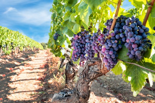 Grapevine Pruning in Santa Maria