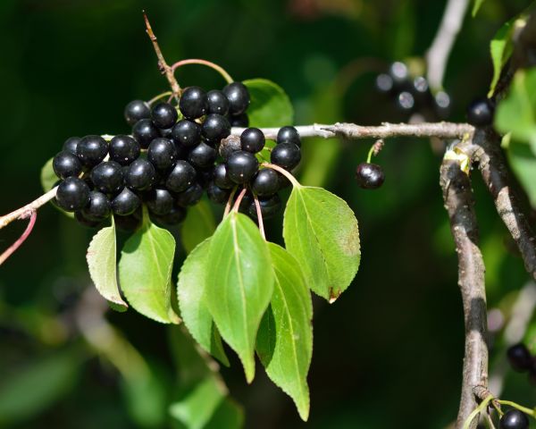 Buckthorn Removal in Santa Maria
