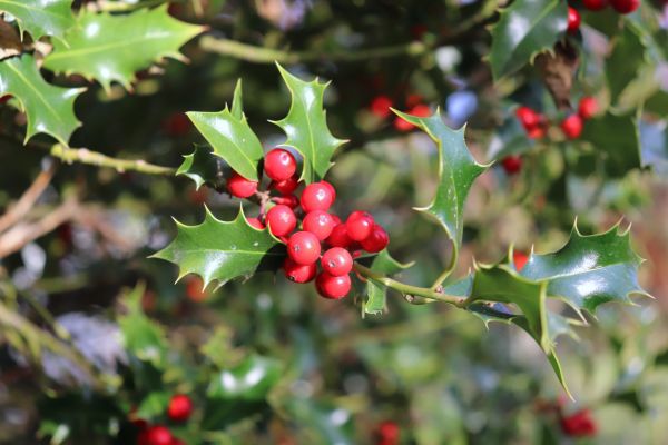 Holly Tree Trimming in Santa Maria
