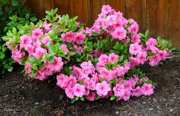 Azaleas Removal in Santa Maria