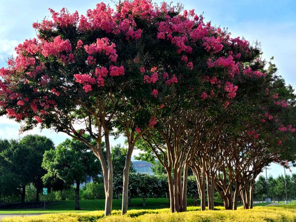 Crepe Myrtle Pruning in Santa Maria