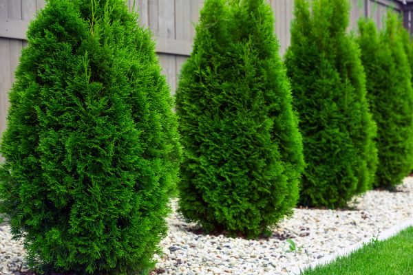 Arborvitae Pruning in Santa Maria