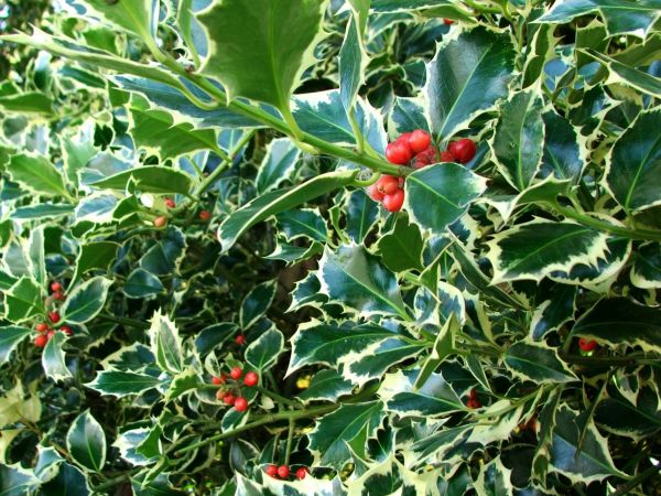 Holly Bushes Trimming in Santa Maria