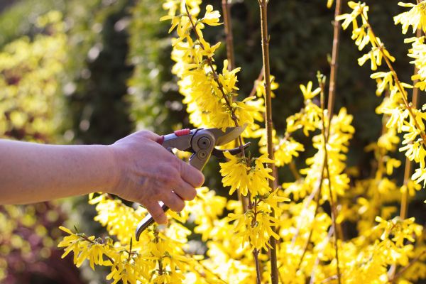 Forsythia Pruning in Santa Maria
