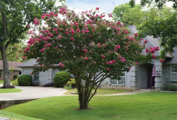 Crepe Myrtle Trimming in Santa Maria
