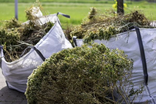 Shrubs Removal in Santa Maria