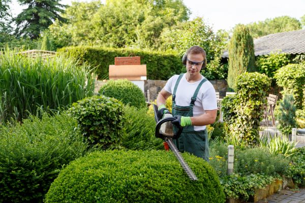 Shrubs Trimming in Santa Maria