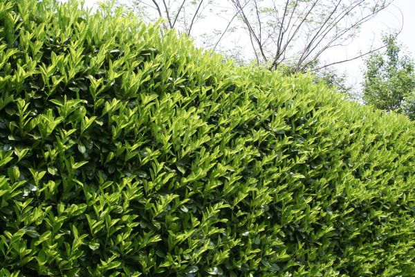 Laurel Shrub Removal in Santa Maria