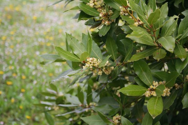 Laurel Trimming in Santa Maria