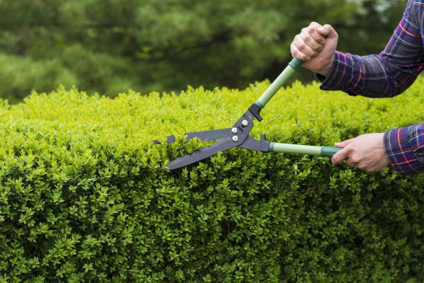 Evergreen Shrub Pruning in Santa Maria