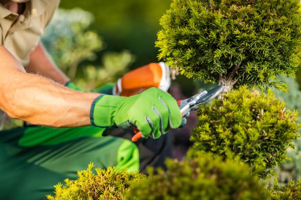Landscape Pruning Service in Santa Maria