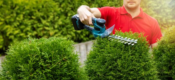 Hedge Shaping Service in Santa Maria