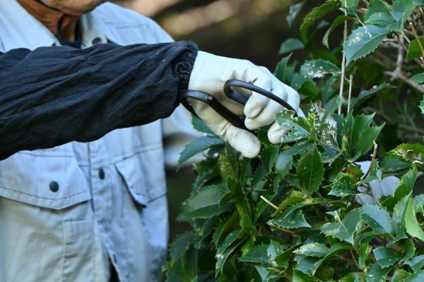 Holly Pruning in Santa Maria