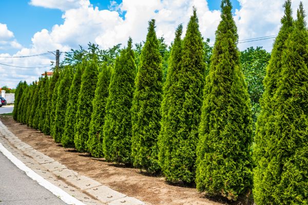 Arborvitae Shearing in Santa Maria