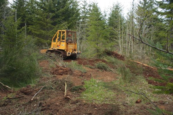 Shrubbery Clearing in Santa Maria
