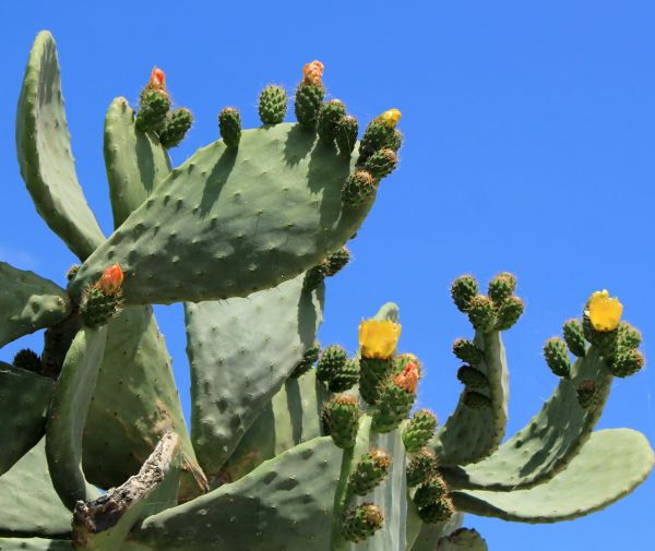 Cactus Removal in Santa Maria