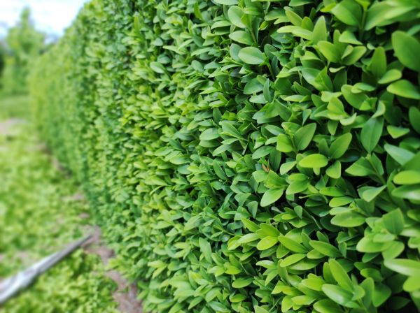Boxwood Pruning in Santa Maria