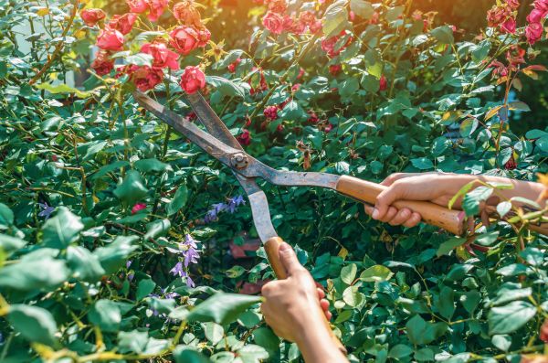 Knockout Roses Pruning in Santa Maria