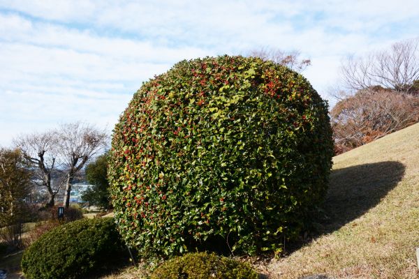 Holly Shrub Pruning in Santa Maria