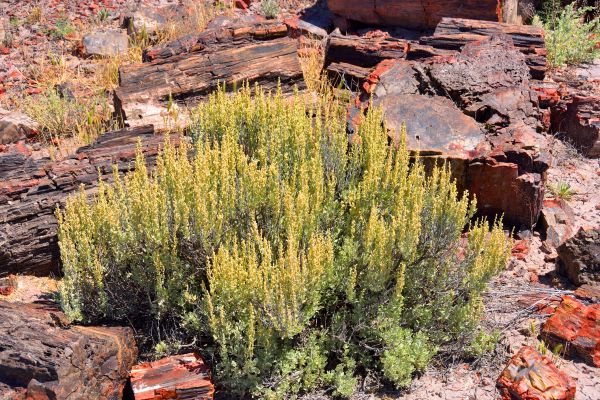 Sagebrush Removal in Santa Maria