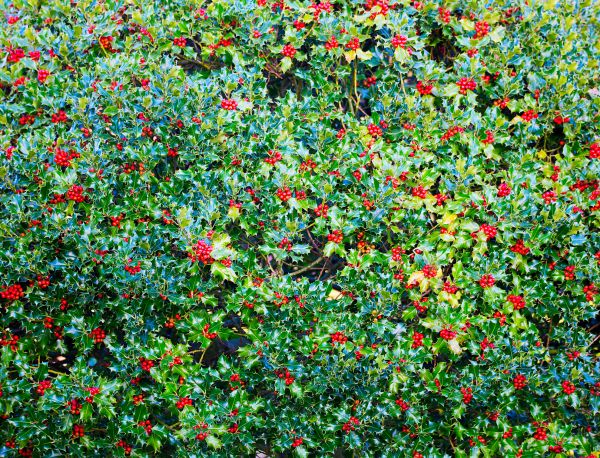 Holly Bush Removal in Santa Maria