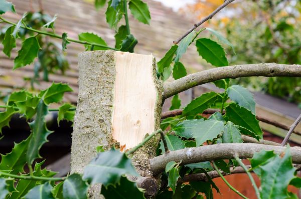 Holly Tree Removal in Santa Maria