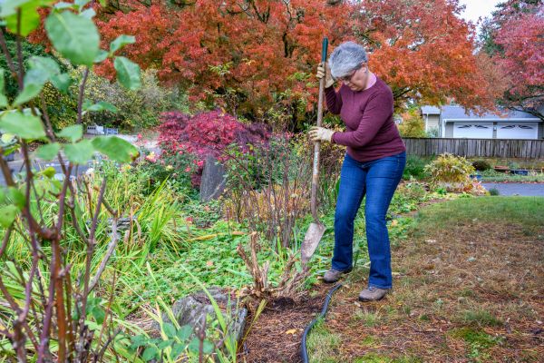 Dead Bush Removal in Santa Maria