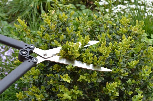 Boxwood Trimming in Santa Maria