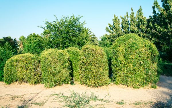 Bamboo Hedge Removal in Santa Maria
