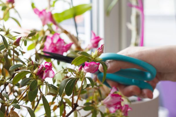 Azalea Pruning in Santa Maria