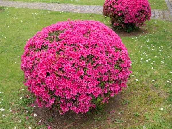 Rhododendron Pruning in Santa Maria