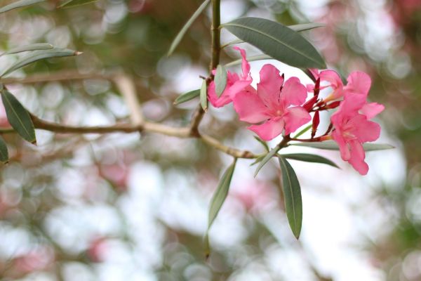 Oleander Removal in Santa Maria