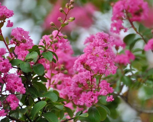 Crepe Myrtle Removal in Santa Maria