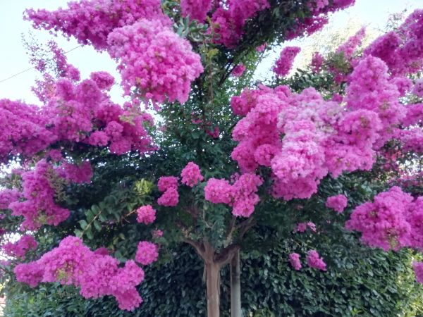 Crape Myrtle Pruning in Santa Maria