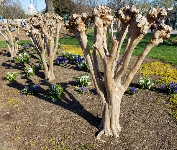 Myrtle Tree Removal in Santa Maria