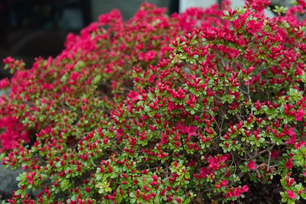 Weigela Removal Service in Santa Maria