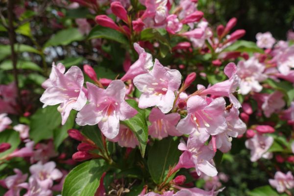 Weigela Pruning Service in Santa Maria